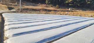 김경민님의 마늘 · 영농일지 작성글 사진