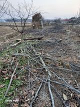 팜모닝 복숭아·영농일지 게시글 이미지