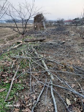 바위돌 심재성님의 복숭아 · 영농일지 작성글 사진