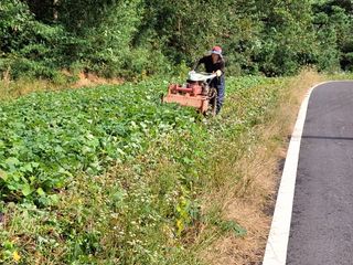 농촌이백억농원^^님의 고구마 · 영농일지 작성글 사진