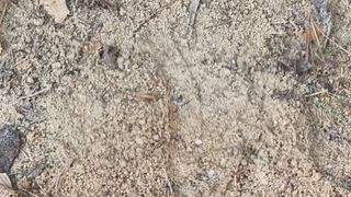 권혁렬님의 두릅 · 영농일지 작성글 사진