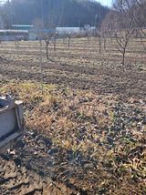 팜모닝 기타작물·영농일지 게시글 이미지