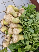 매실향기차향기님의 작성글 사진