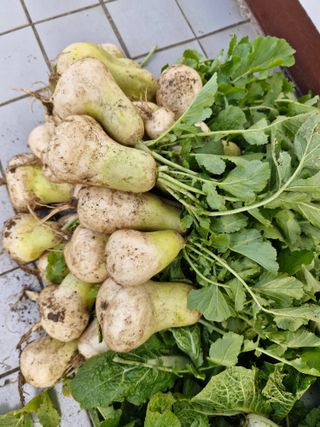 매실향기차향기님의 매실 · 영농일지 작성글 사진