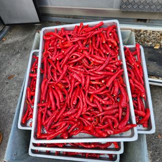 유원준님의 고추 · 영농일지 작성글 사진