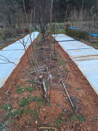 김용환님의 마늘 · 영농일지 작성글 사진