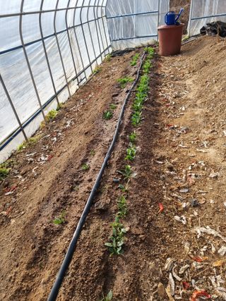 심기섭님의 기타작물 · 영농일지 작성글 사진