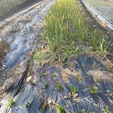 삼성농산님의 작성글 사진