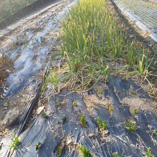 삼성농산님의 파 · 영농일지 작성글 사진