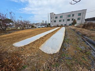 이진기님의 마늘 · 영농일지 작성글 사진