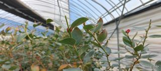 고추22286님의 기타작물 · 영농일지 작성글 사진