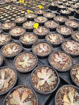 팜모닝 기타작물·영농일지 게시글 이미지