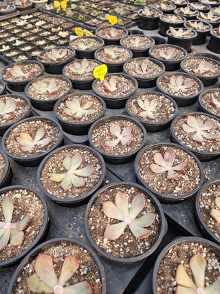 신상섭님의 기타작물 · 영농일지 작성글 사진