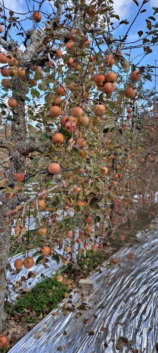 사과밀양님의 기타작물 · 영농일지 작성글 사진