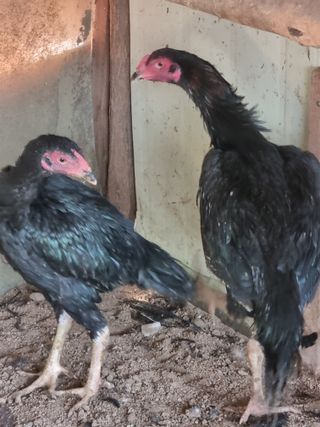 논산푸른팜님의 콩 · 영농일지 작성글 사진