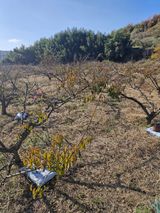 매실향기차향기님의 작성글 사진