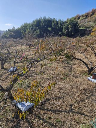 매실향기차향기님의 매실 · 영농일지 작성글 사진
