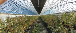 고추22286님의 기타작물 · 영농일지 작성글 사진