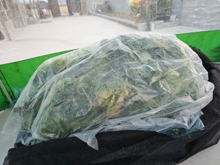 처마밑에추녀님의 배추 · 영농일지 작성글 사진