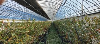 고추22286님의 기타작물 · 영농일지 작성글 사진