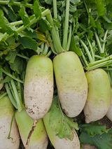 팜모닝 기타작물·영농일지 게시글 이미지