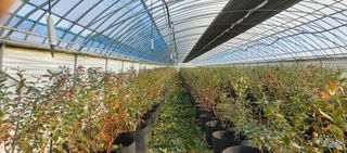 고추22286님의 기타작물 · 영농일지 작성글 사진