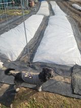 팜모닝 마늘·영농일지 게시글 이미지