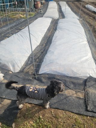 소율이네농장님의 마늘 · 영농일지 작성글 사진