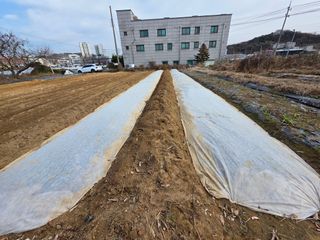 이진기님의 마늘 · 영농일지 작성글 사진