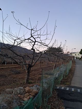 구강회님의 기타작물 · 영농일지 작성글 사진