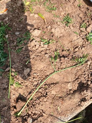 최유순님의 콩 · 영농일지 작성글 사진