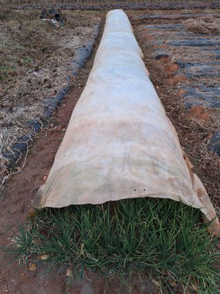 김용환님의 마늘 · 영농일지 작성글 사진