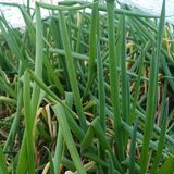 팜모닝 파·영농일지 게시글 이미지