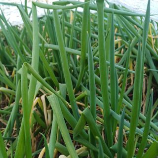 삼성농산님의 작성글 사진