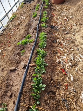 심기섭님의 기타작물 · 영농일지 작성글 사진