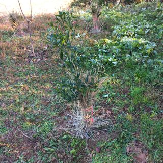 김건우님의 기타작물 · 영농일지 작성글 사진