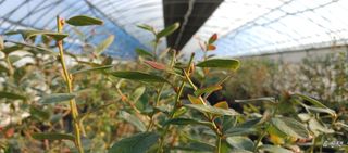 고추22286님의 기타작물 · 영농일지 작성글 사진