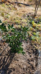 팜모닝 블루베리·영농일지 게시글 이미지