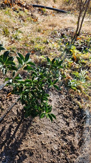 대봉농원 이경화님의 블루베리 · 영농일지 작성글 사진