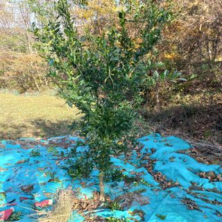 김건우님의 기타작물 · 영농일지 작성글 사진