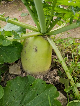 김제일주농장님의 기타작물 · 영농일지 작성글 사진