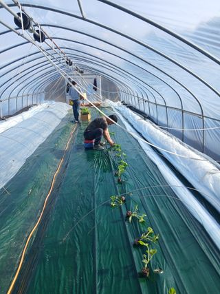 조영임님의 기타작물 · 영농일지 작성글 사진