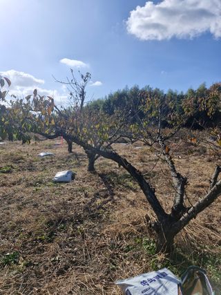 매실향기차향기님의 매실 · 영농일지 작성글 사진