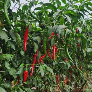 유원준님의 고추 · 영농일지 작성글 사진