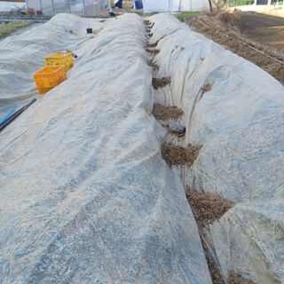 삼성농산님의 파 · 영농일지 작성글 사진