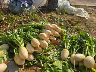 임영규님의 기타작물 · 영농일지 작성글 사진