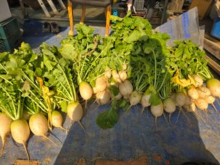 임영규님의 기타작물 · 영농일지 작성글 사진