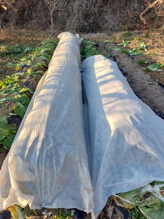 채대균님의 배추 · 영농일지 작성글 사진