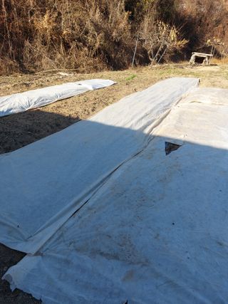 채대균님의 배추 · 영농일지 작성글 사진