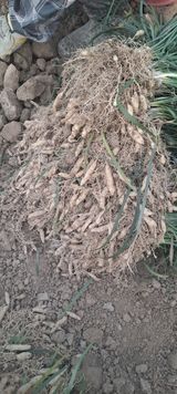 팜모닝 기타작물·영농일지 게시글 이미지